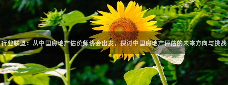 新宝5登录不了：行业联盟：从中国房地产估价师协会出发，探讨中