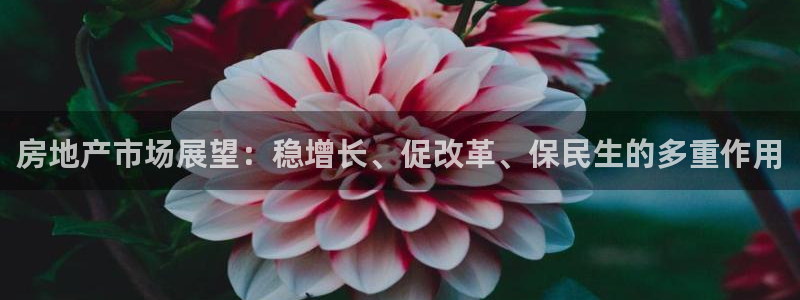 新宝5是什么