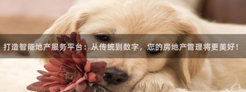 新宝5娱乐登录：打造智能地产服务平台：从传统到数字，您的房地